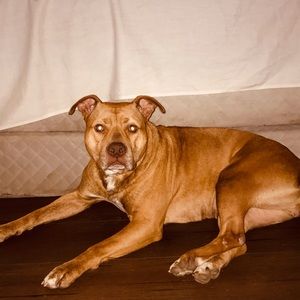 Meet your Posher, Temon